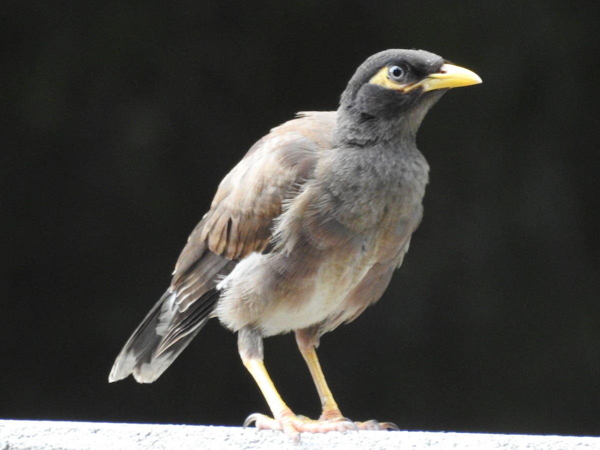 majna obecná - ML634086449