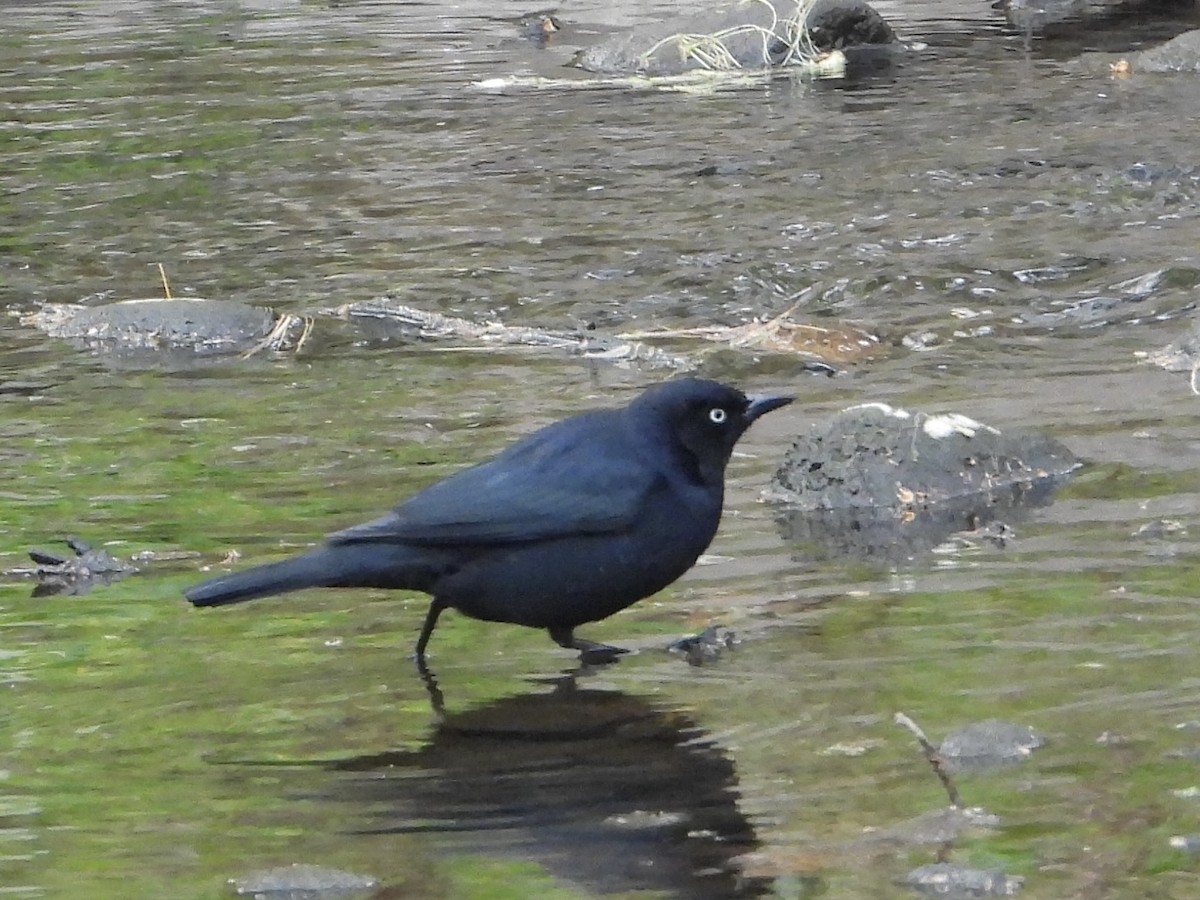 Rusty Blackbird - ML634086470