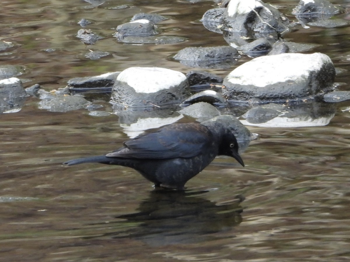 Rusty Blackbird - ML634086472
