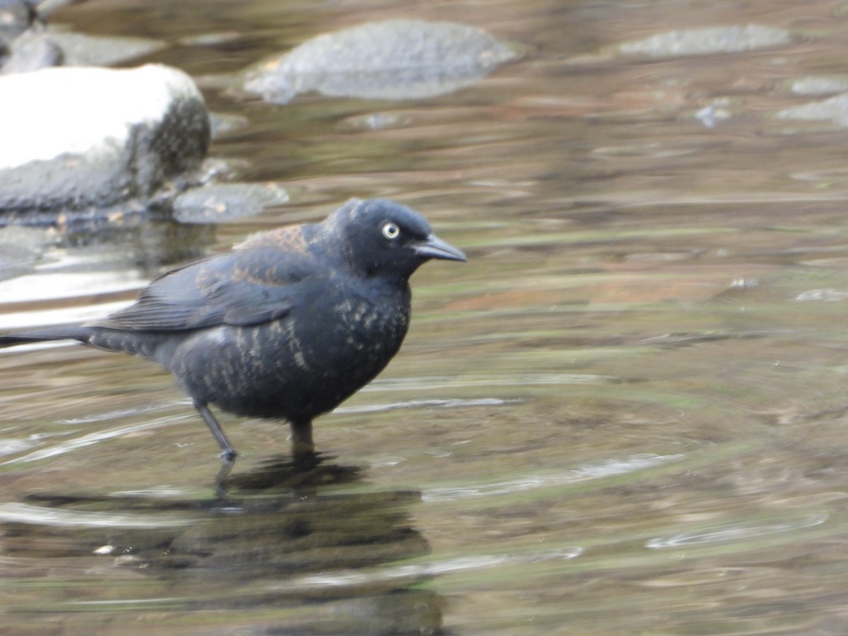 Rusty Blackbird - ML634086473