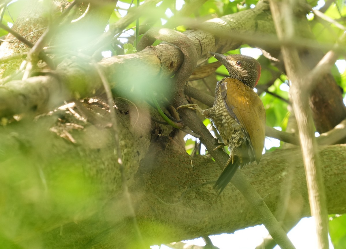 Buff-spotted Woodpecker - ML634086523