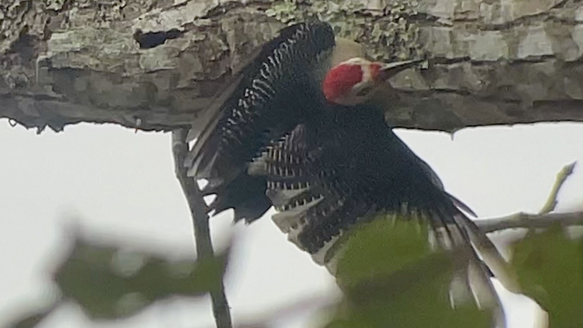 Golden-fronted Woodpecker - ML634086565