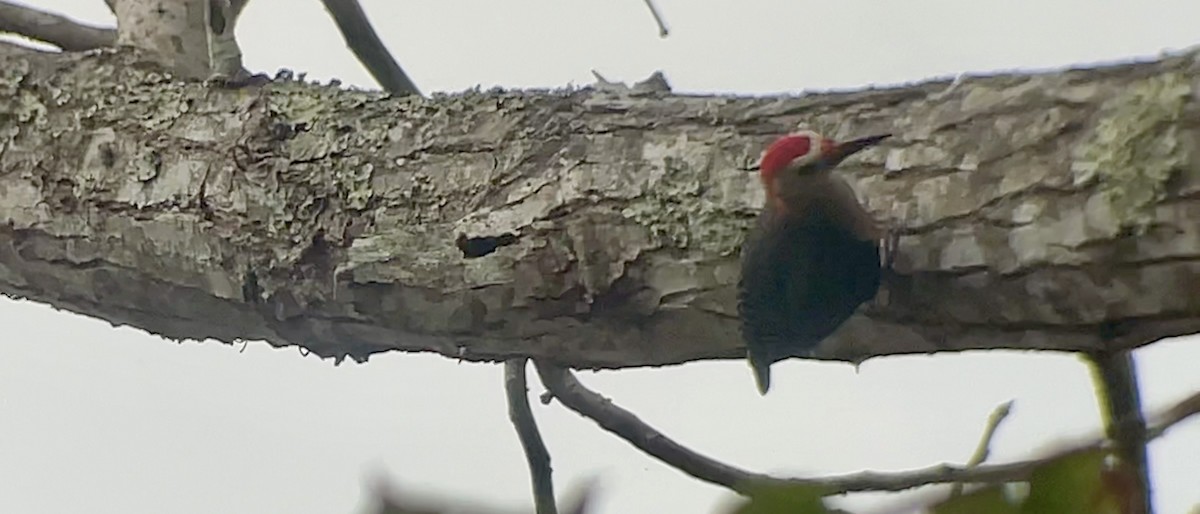 Golden-fronted Woodpecker - ML634086566