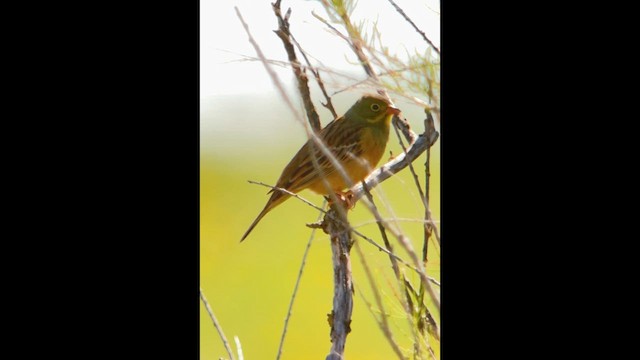 hortulan - ML634086665