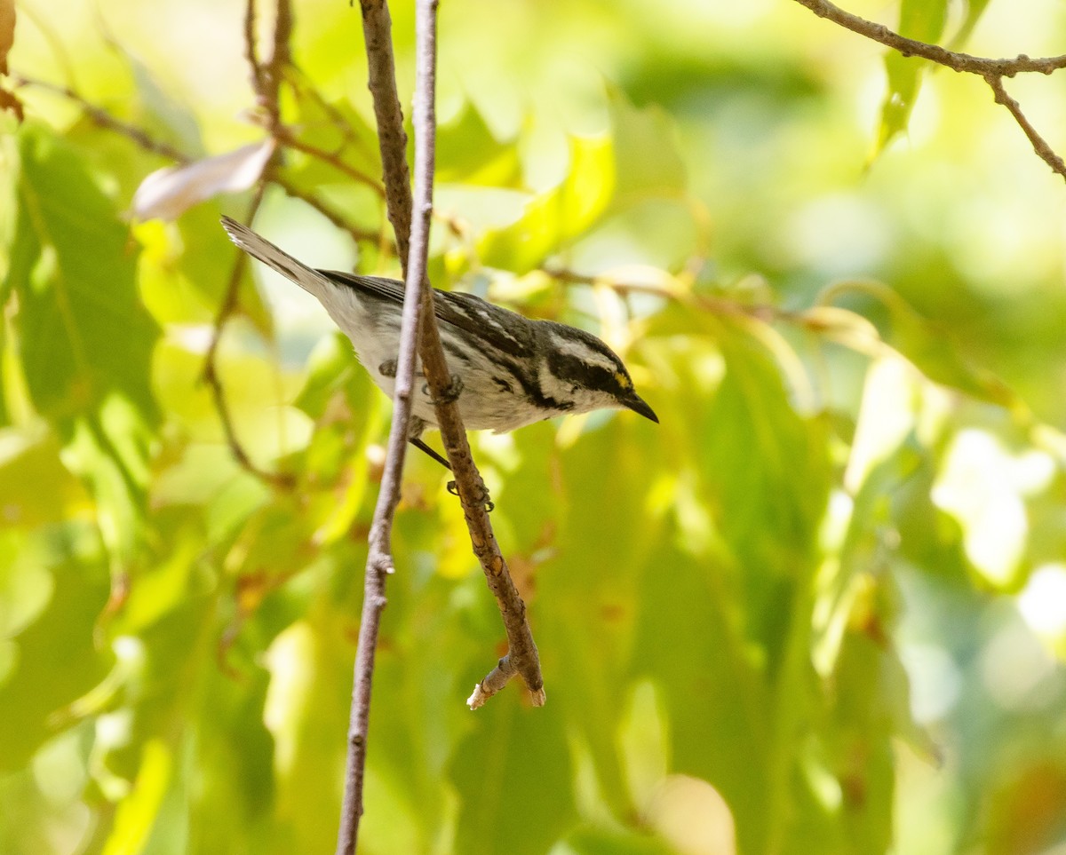 Black-throated Gray Warbler - ML634086694
