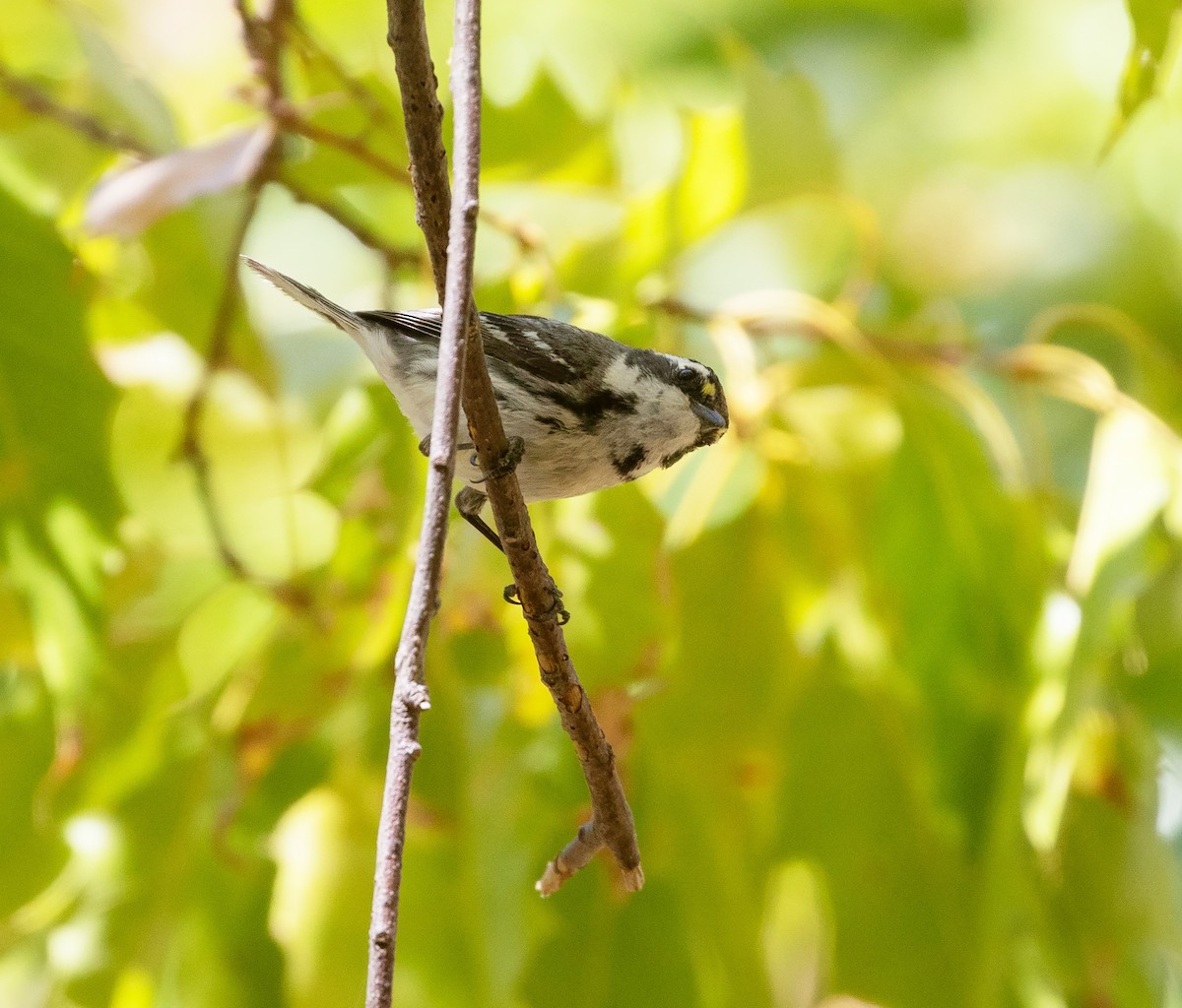 Black-throated Gray Warbler - ML634086697