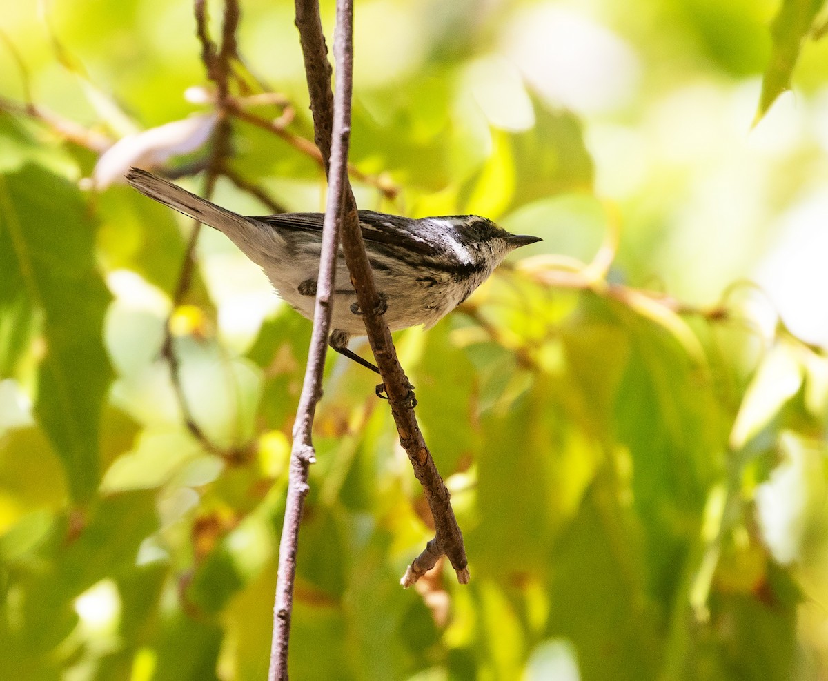 Black-throated Gray Warbler - ML634086702