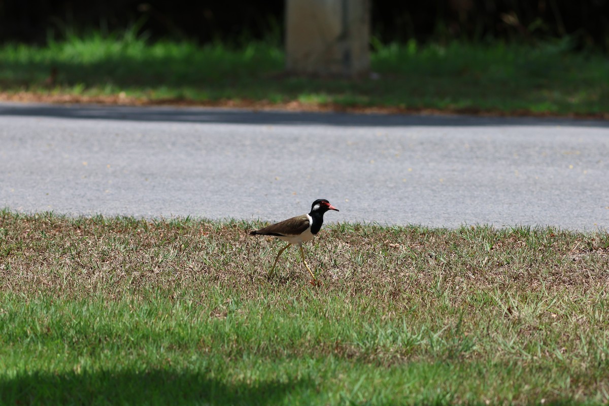 Red-wattled Lapwing - ML634086730