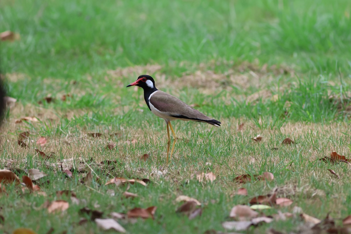 Red-wattled Lapwing - ML634086746