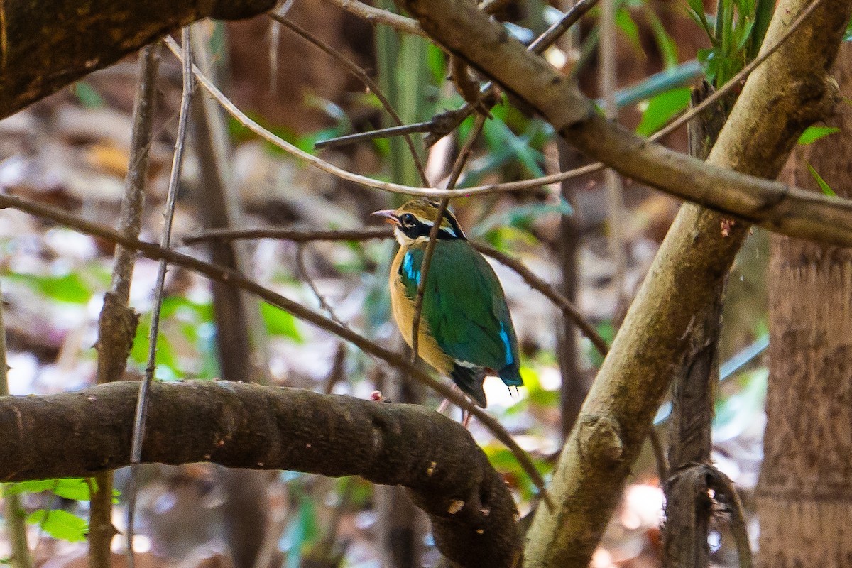 Индийская питта - ML634086752