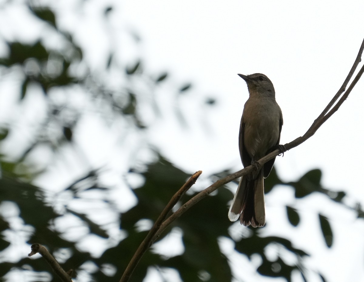 Gray Tit-Flycatcher - ML634086778