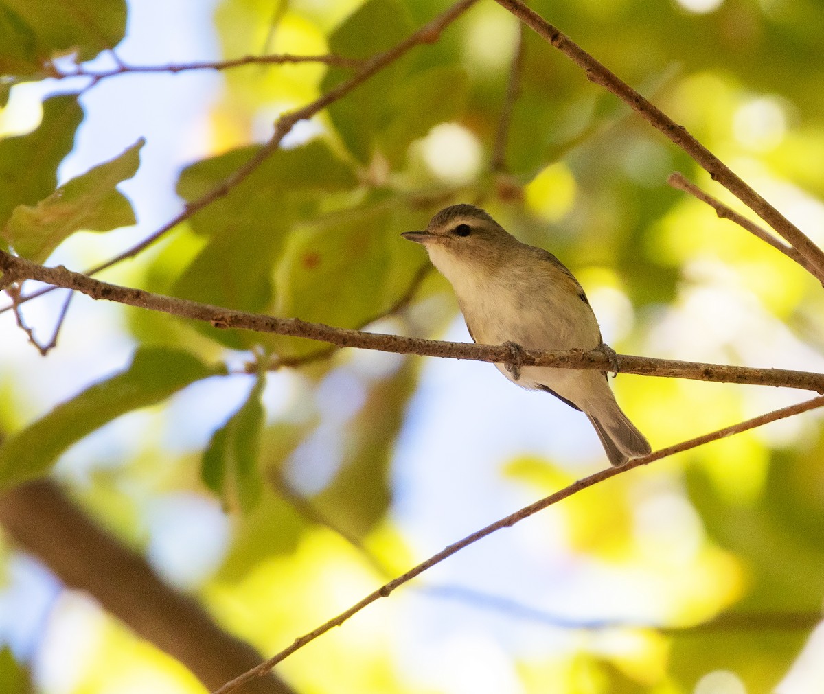 Western Warbling Vireo - ML634086826