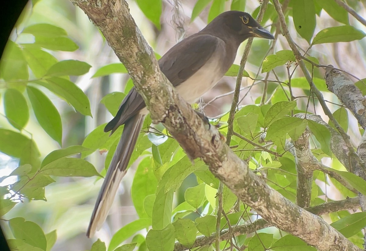 Brown Jay - ML634086831