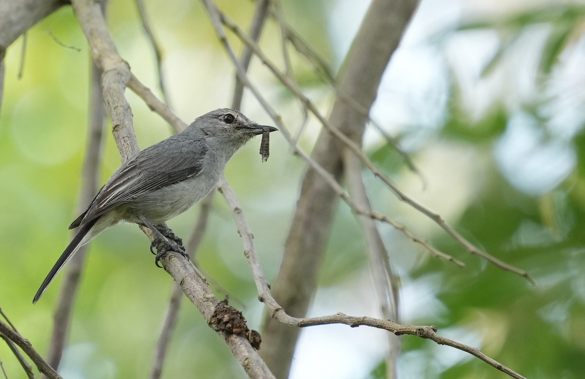 Gray Tit-Flycatcher - ML634086841