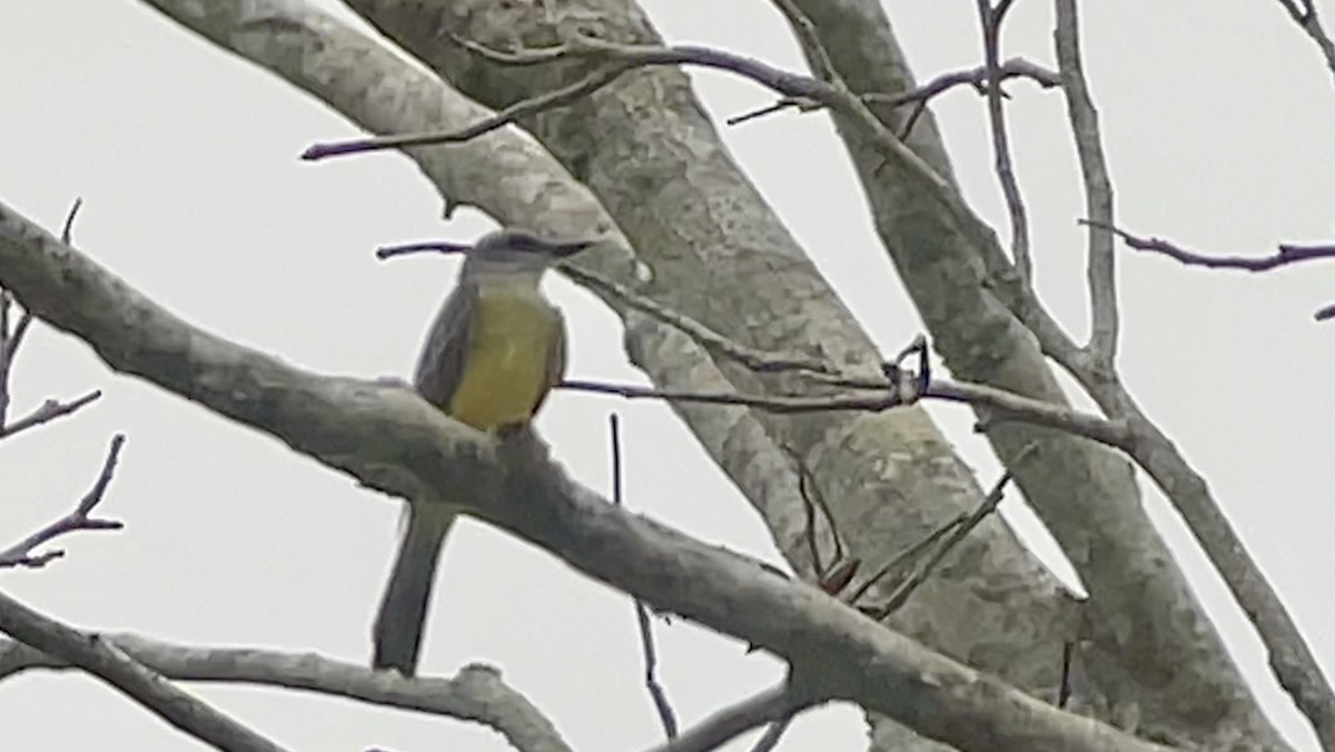 Couch's Kingbird - ML634086842
