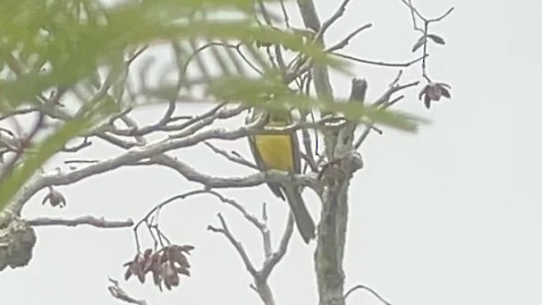 Couch's Kingbird - ML634086843