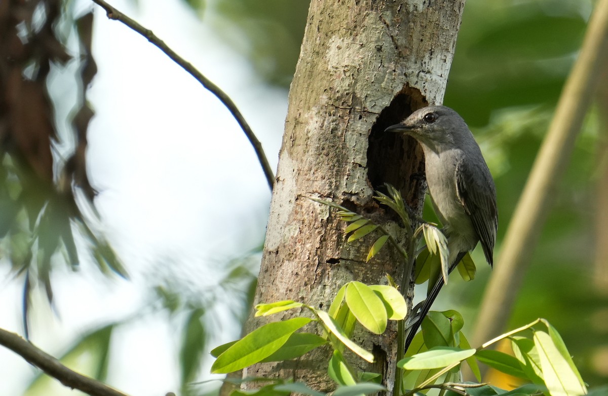 Gray Tit-Flycatcher - ML634086851