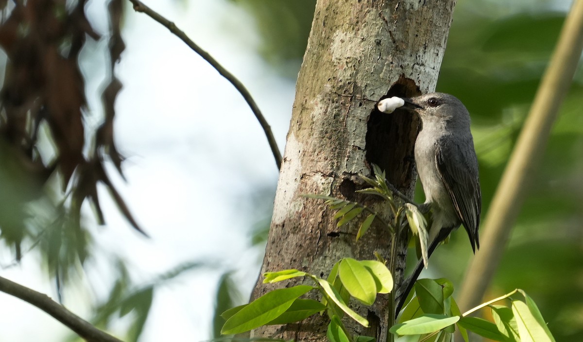 Gray Tit-Flycatcher - ML634086871