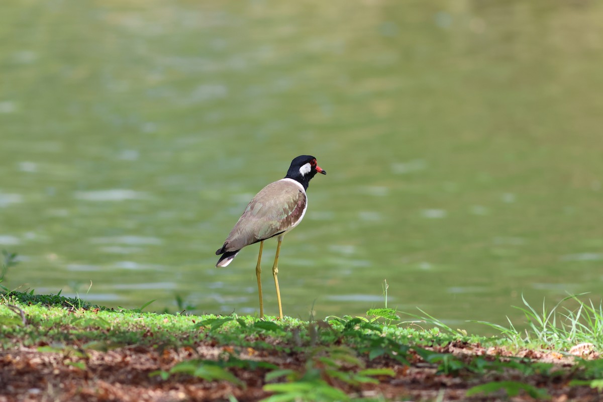 Red-wattled Lapwing - ML634086882