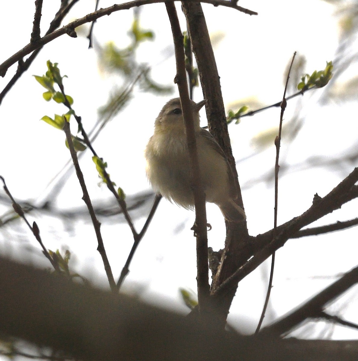 Warbling Vireo - ML634086903