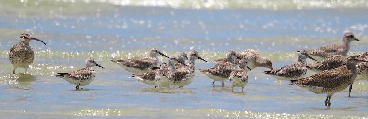 Great Knot - ML634086907
