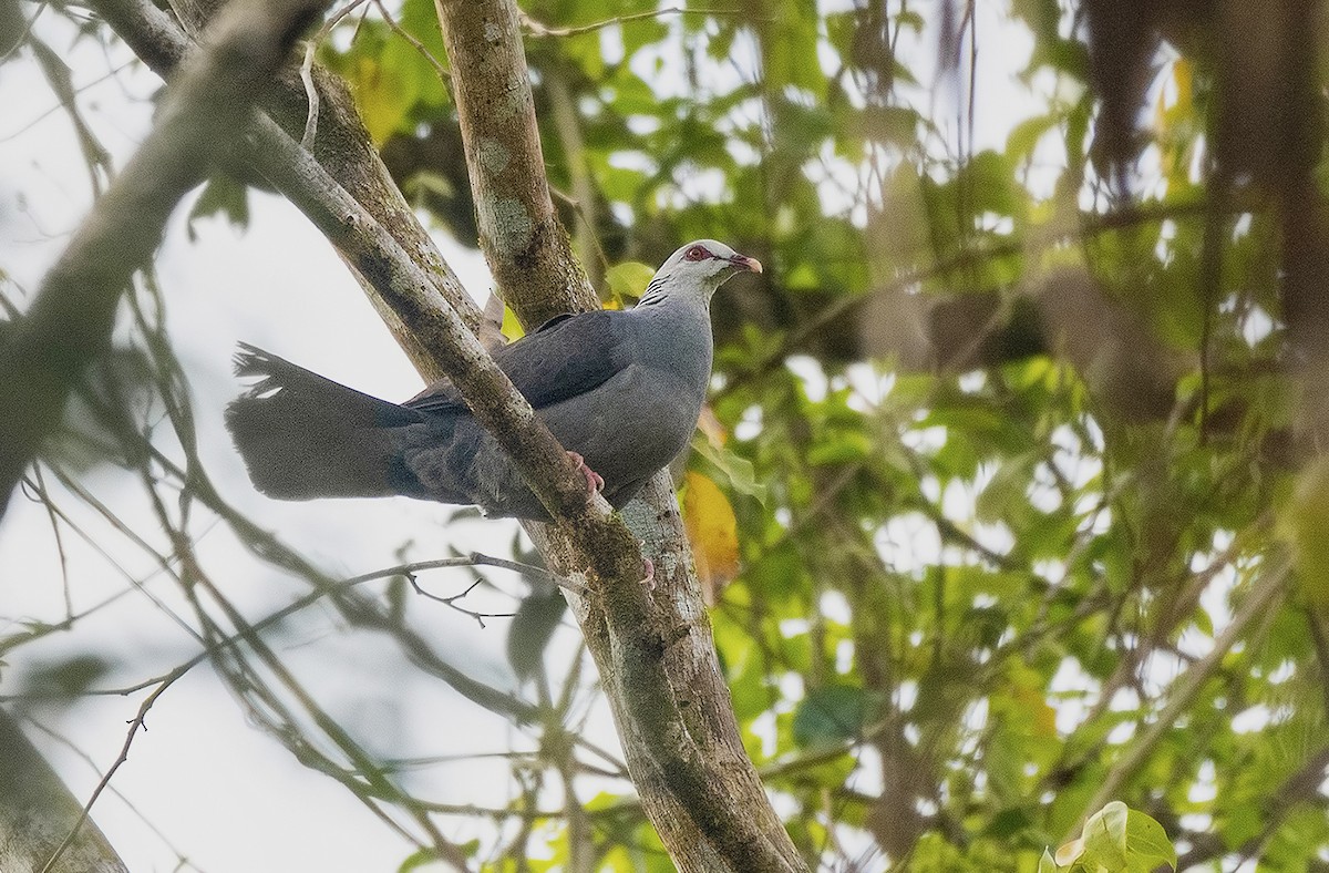 Andaman Wood-Pigeon - ML634086926