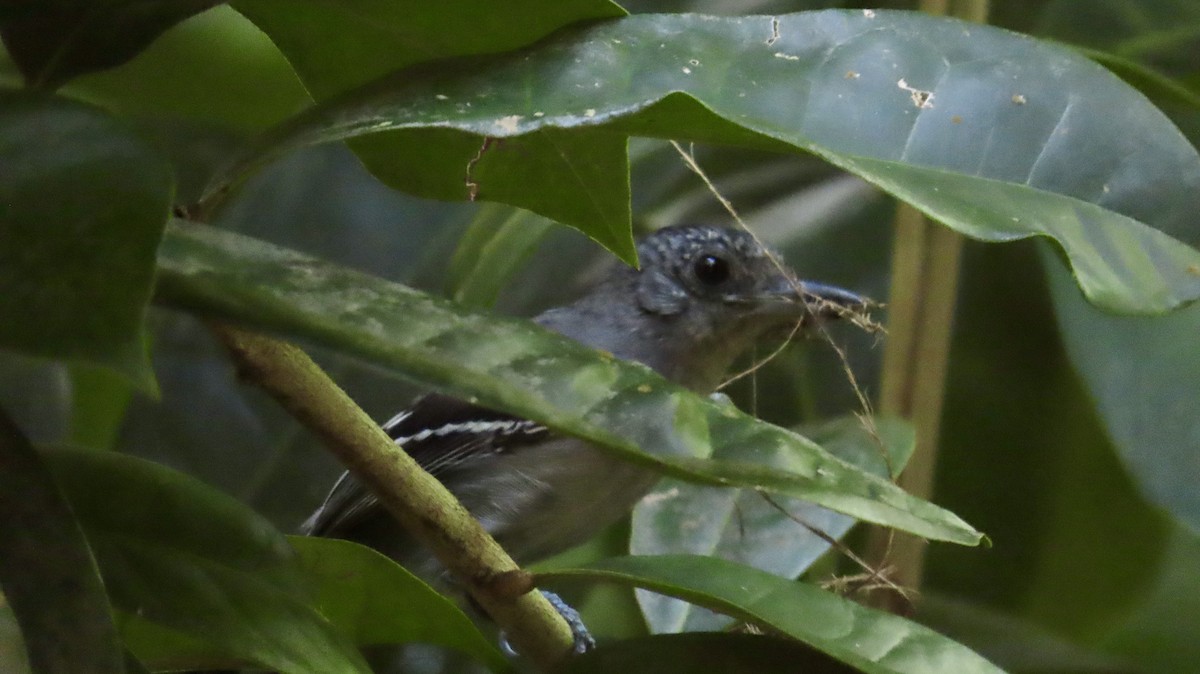 Black-crowned Antshrike - ML634086943