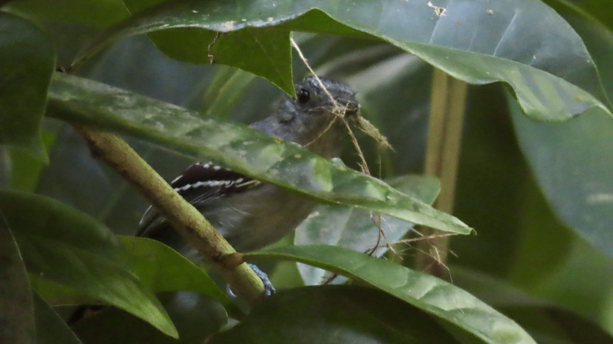 Black-crowned Antshrike - ML634086947