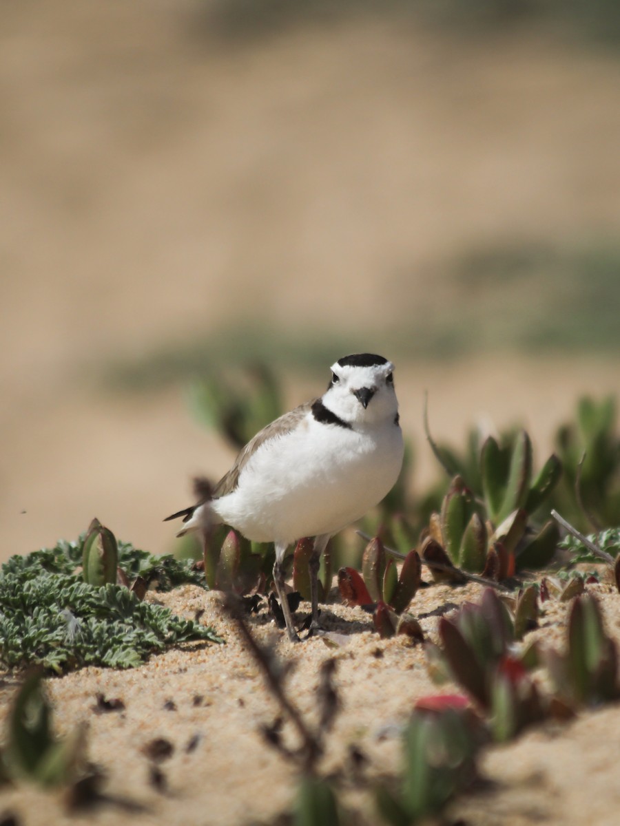 Snowy Plover - ML634086951