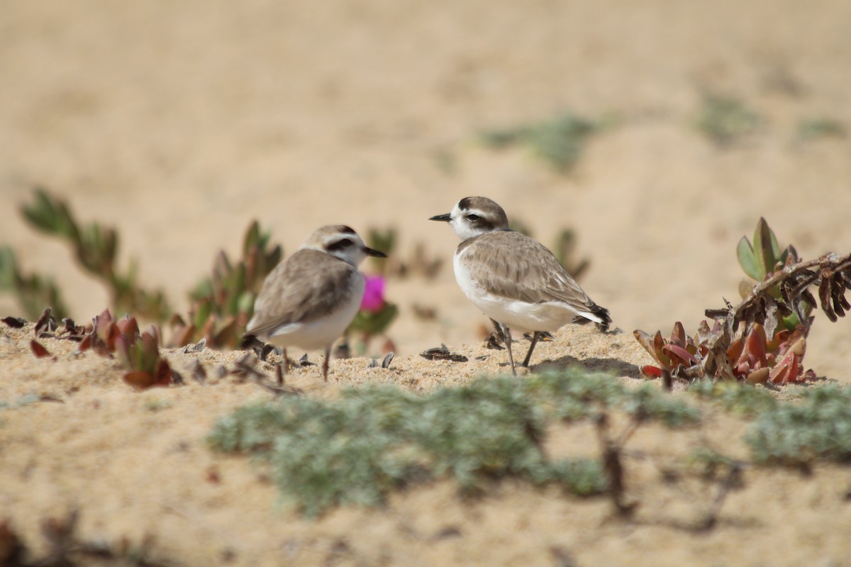 Snowy Plover - ML634086952