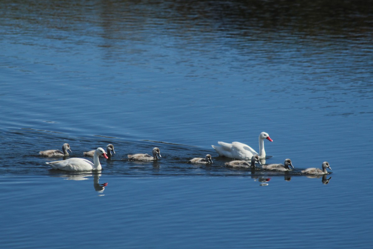Coscoroba Swan - ML634086964
