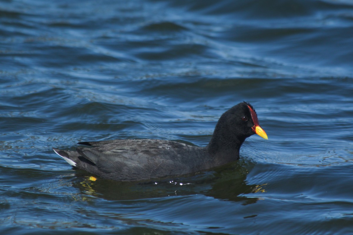Red-fronted Coot - ML634086965
