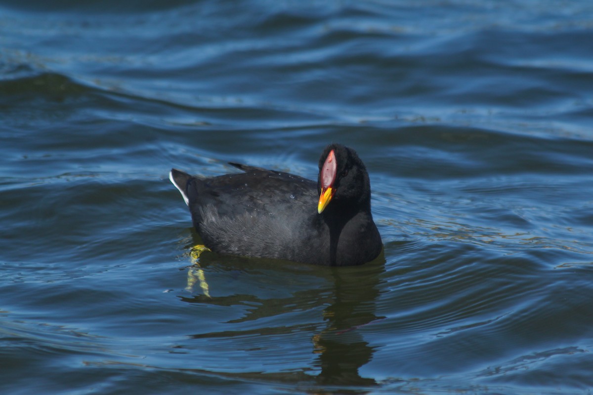 Red-fronted Coot - ML634086966