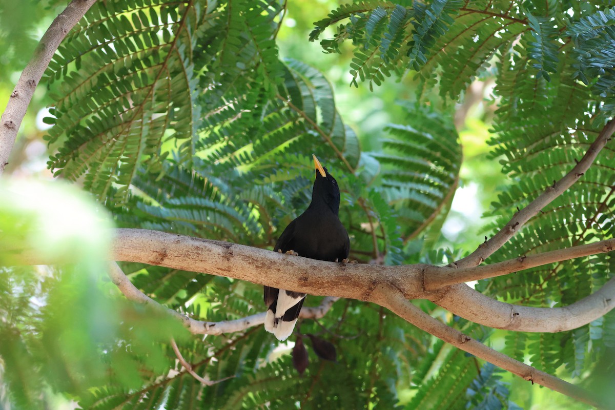 Great Myna - ML634086967