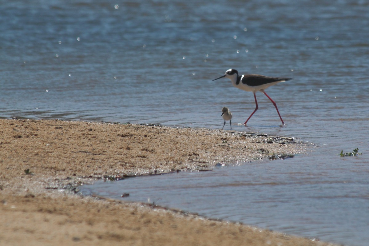 Black-necked Stilt - ML634086972