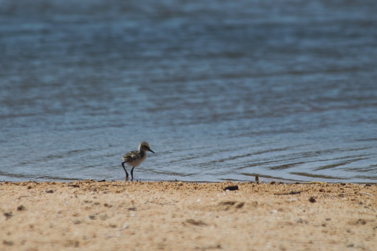 Black-necked Stilt - ML634086973