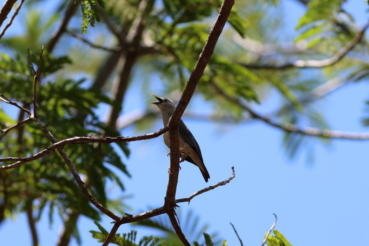 Chestnut-tailed Starling - ML634086977