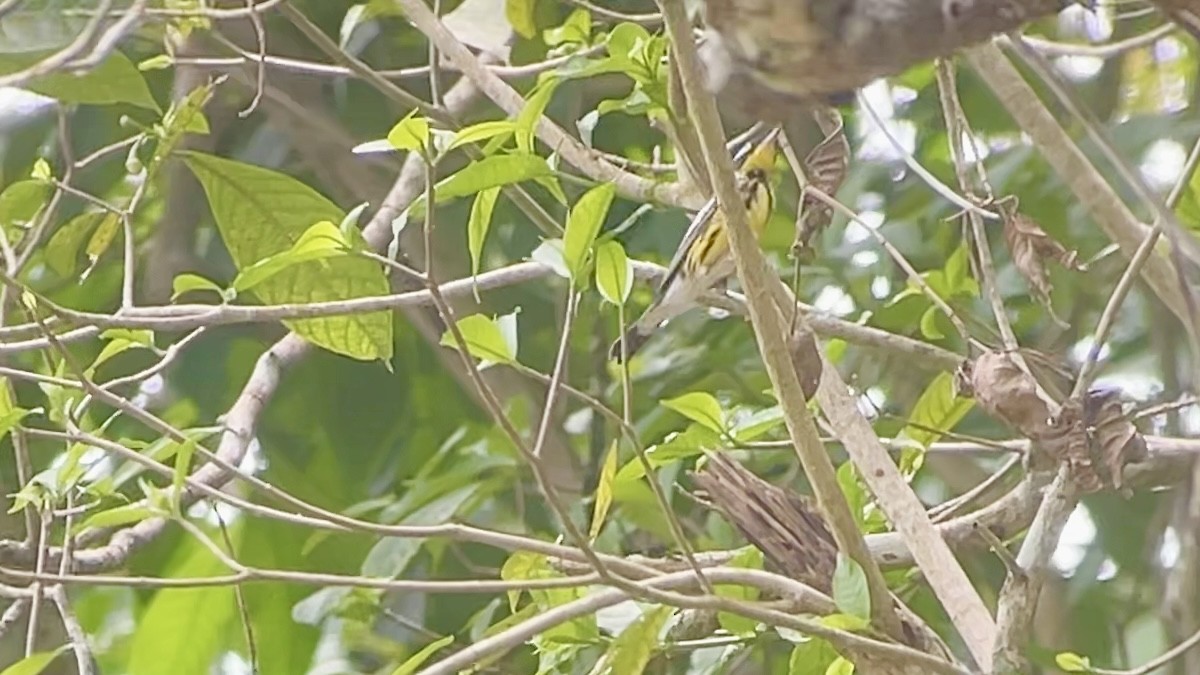 Magnolia Warbler - ML634086981