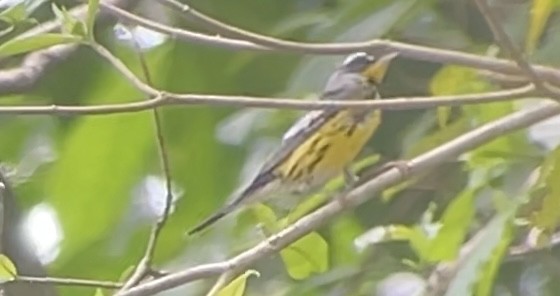 Magnolia Warbler - ML634086982