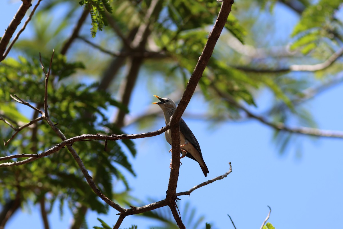 Chestnut-tailed Starling - ML634086986
