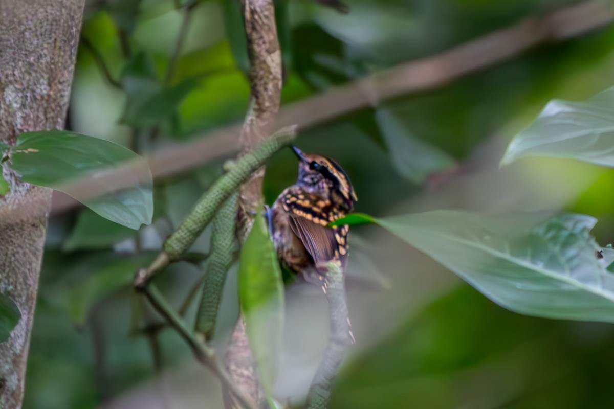 Scaled Antbird - ML634086988