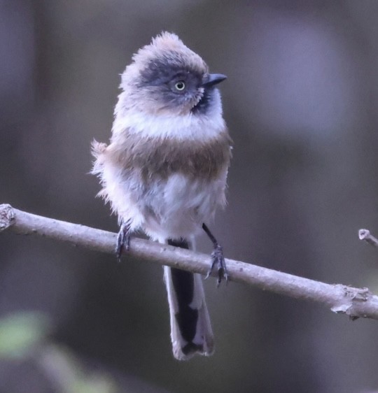 Sooty Tit - ML634086998