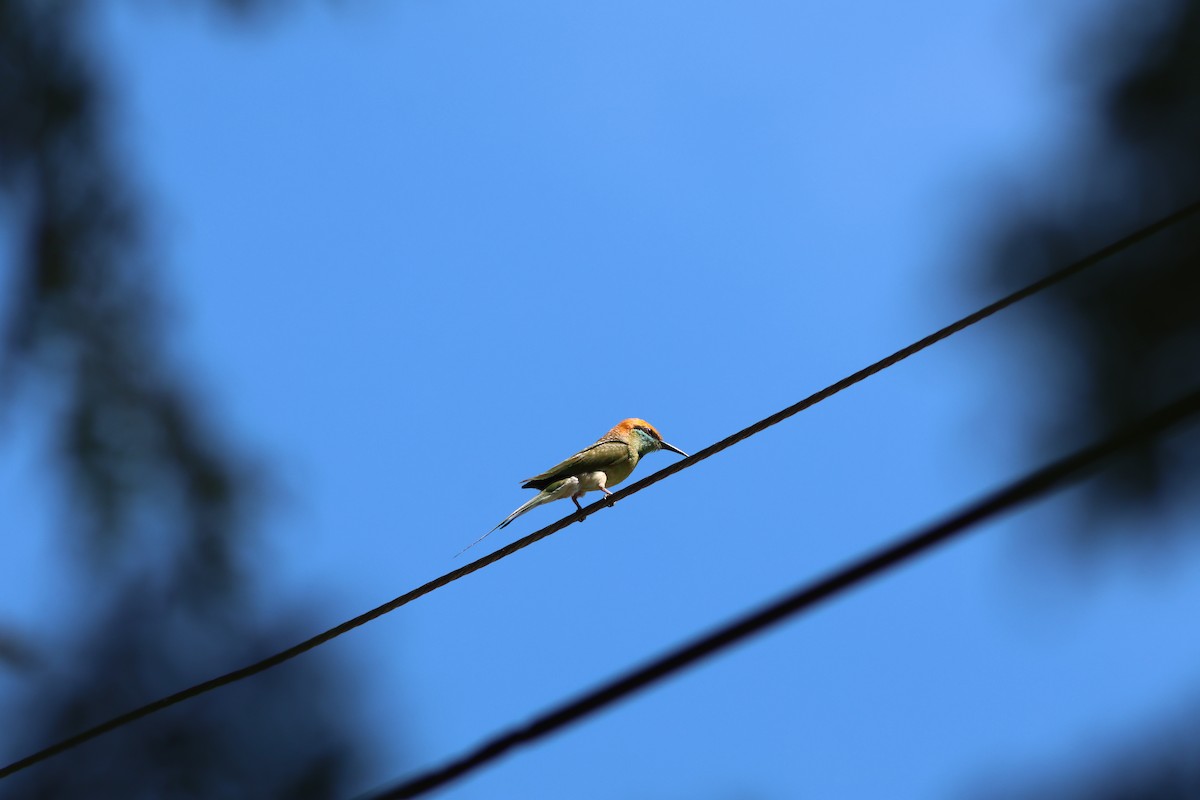 Asian Green Bee-eater - ML634087006