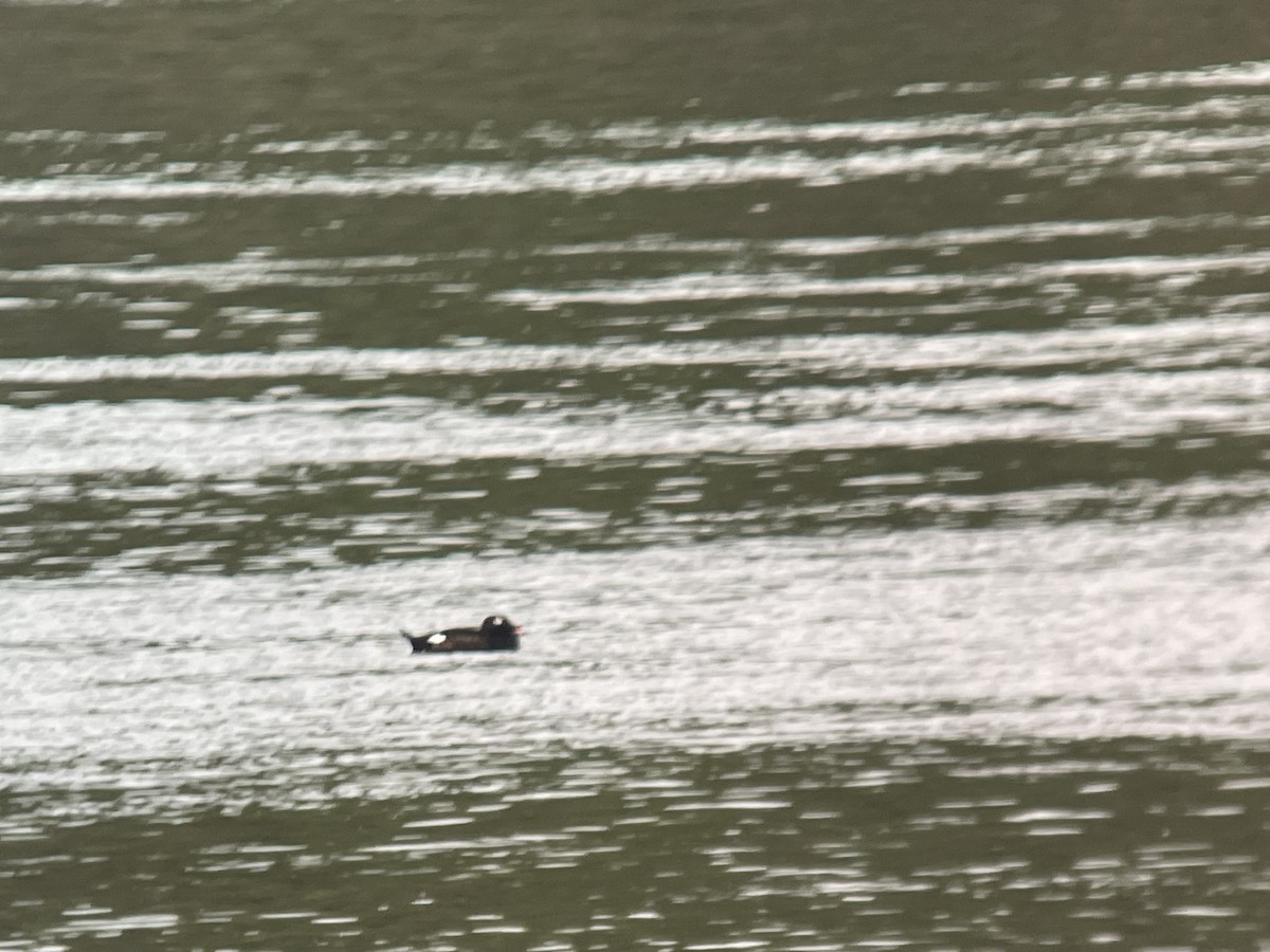 White-winged Scoter - ML634087041