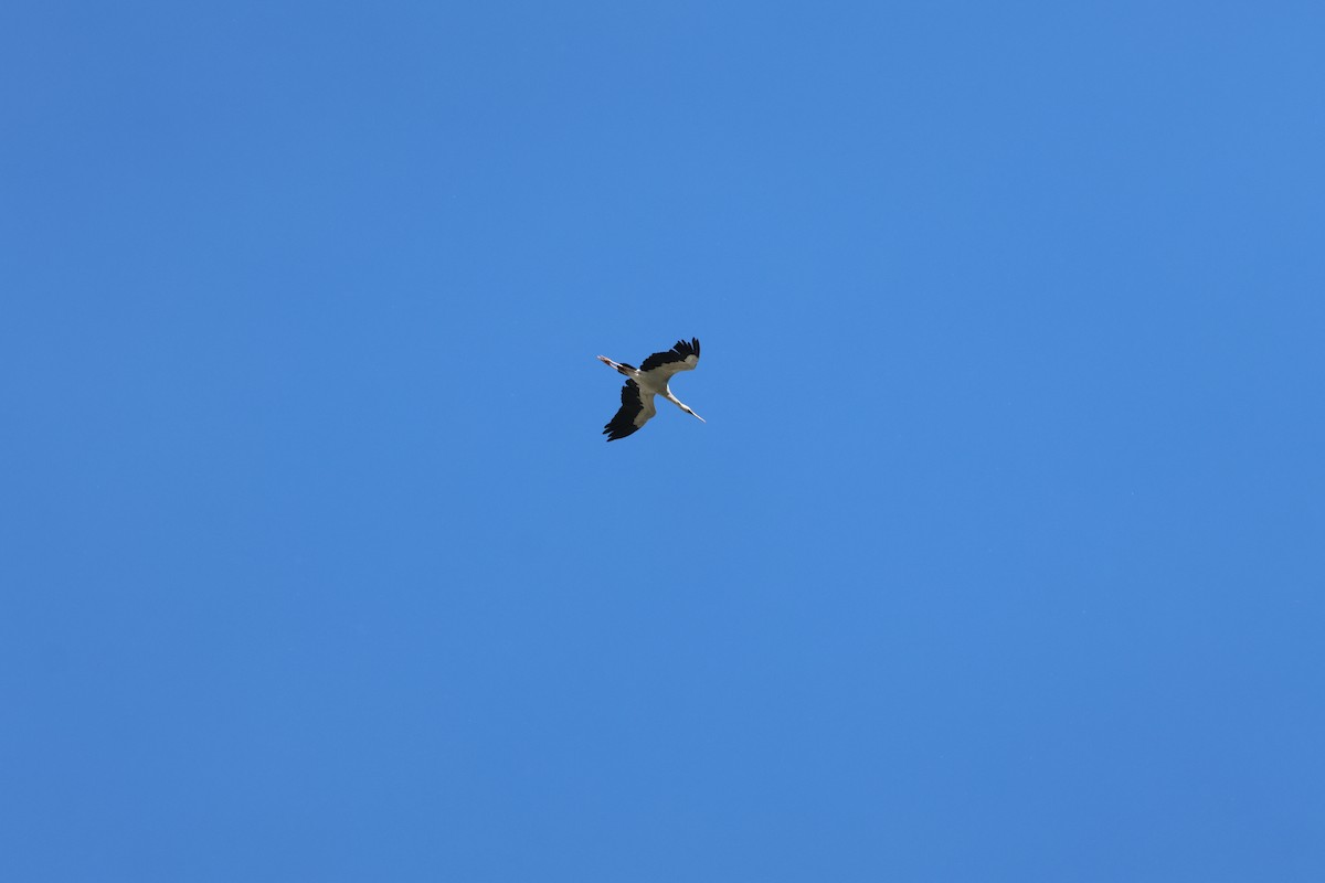 Asian Openbill - ML634087077