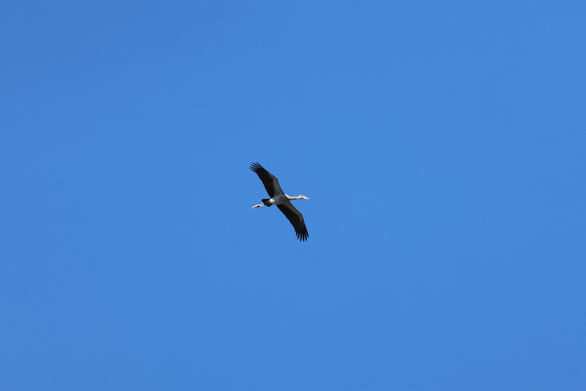 Asian Openbill - ML634087083