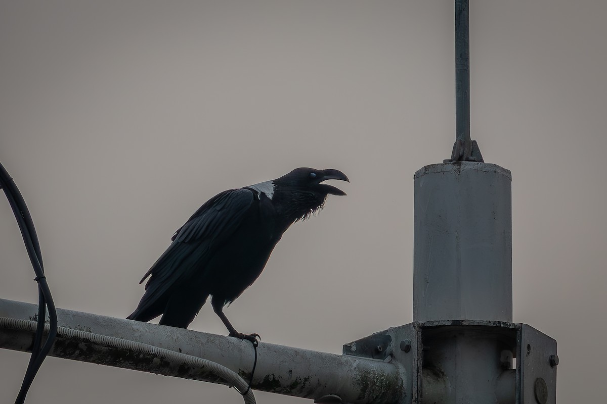White-necked Raven - ML634087119