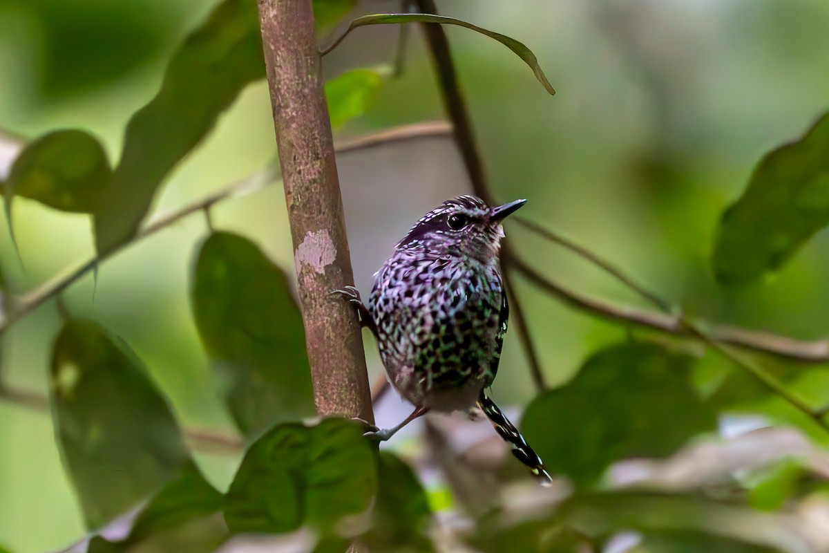 Scaled Antbird - ML634087127