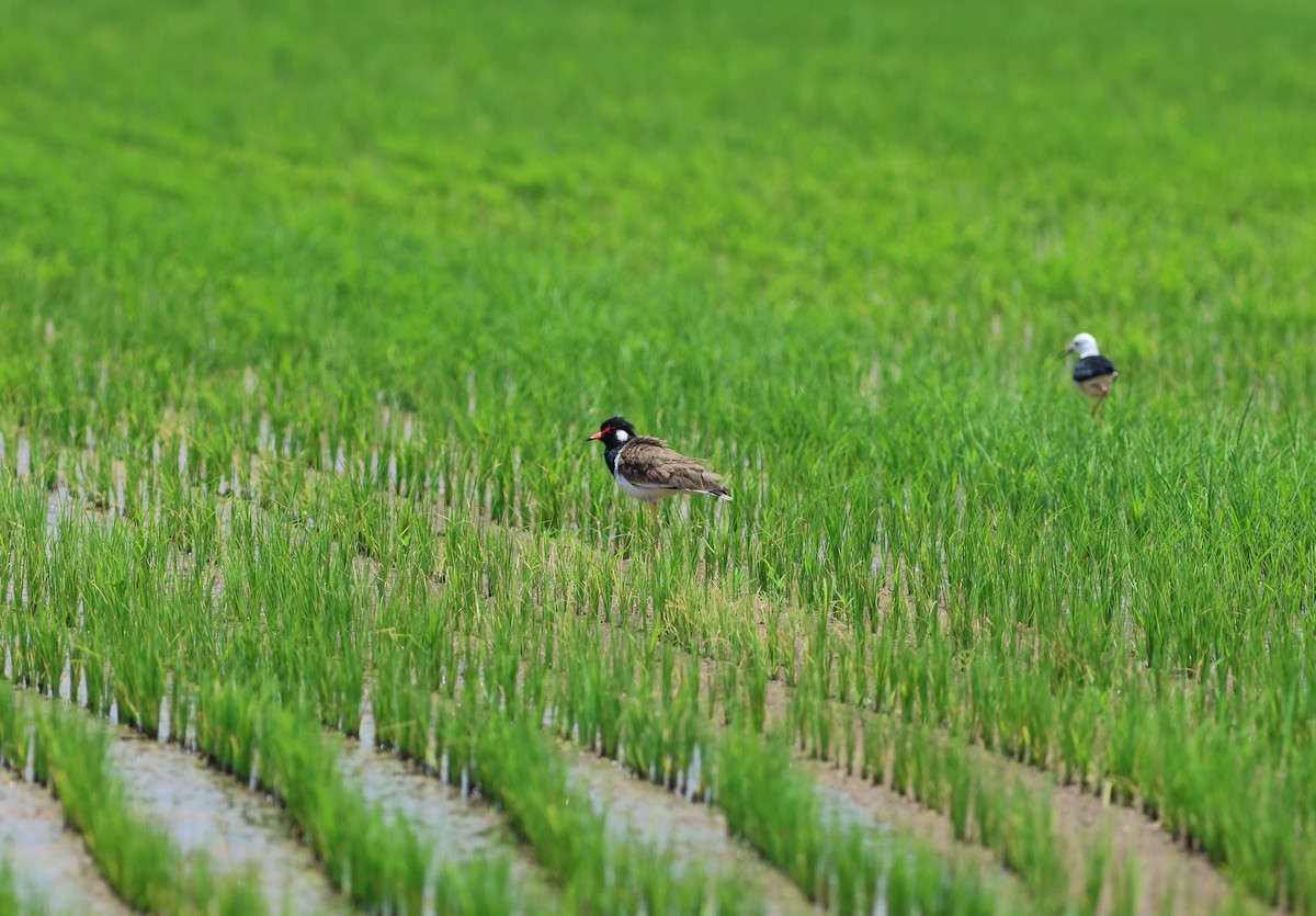 Red-wattled Lapwing - ML634087188