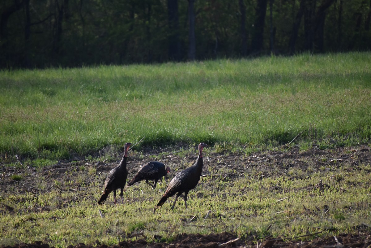 Wild Turkey - ML634087253